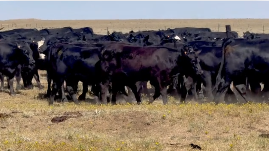 109 Head of March 1-31 calving BRED HEIFERS! -BH828C5